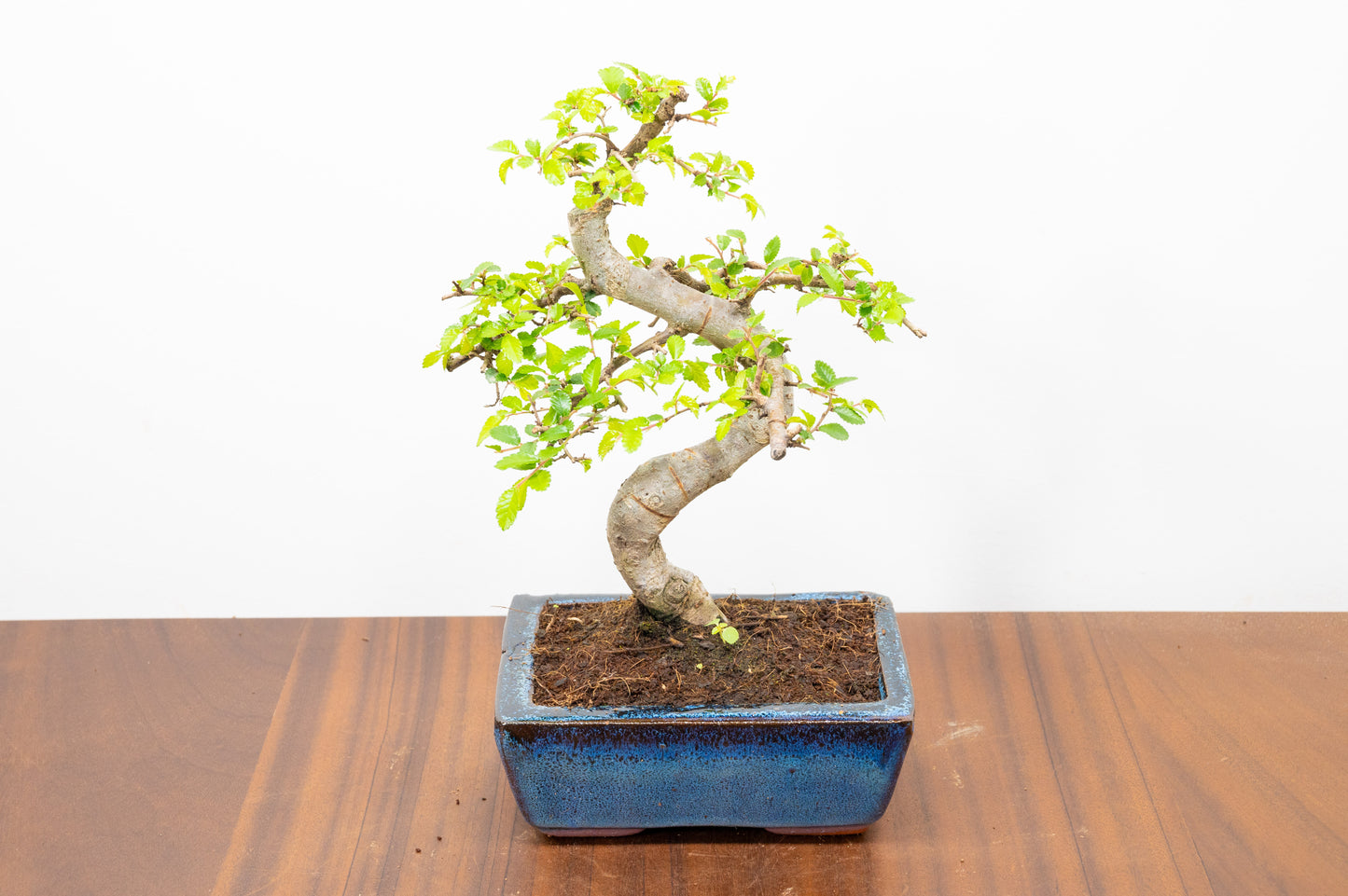Chinese Elm Bonsai and Care Kit in 15cm Navy Ceramic Pot