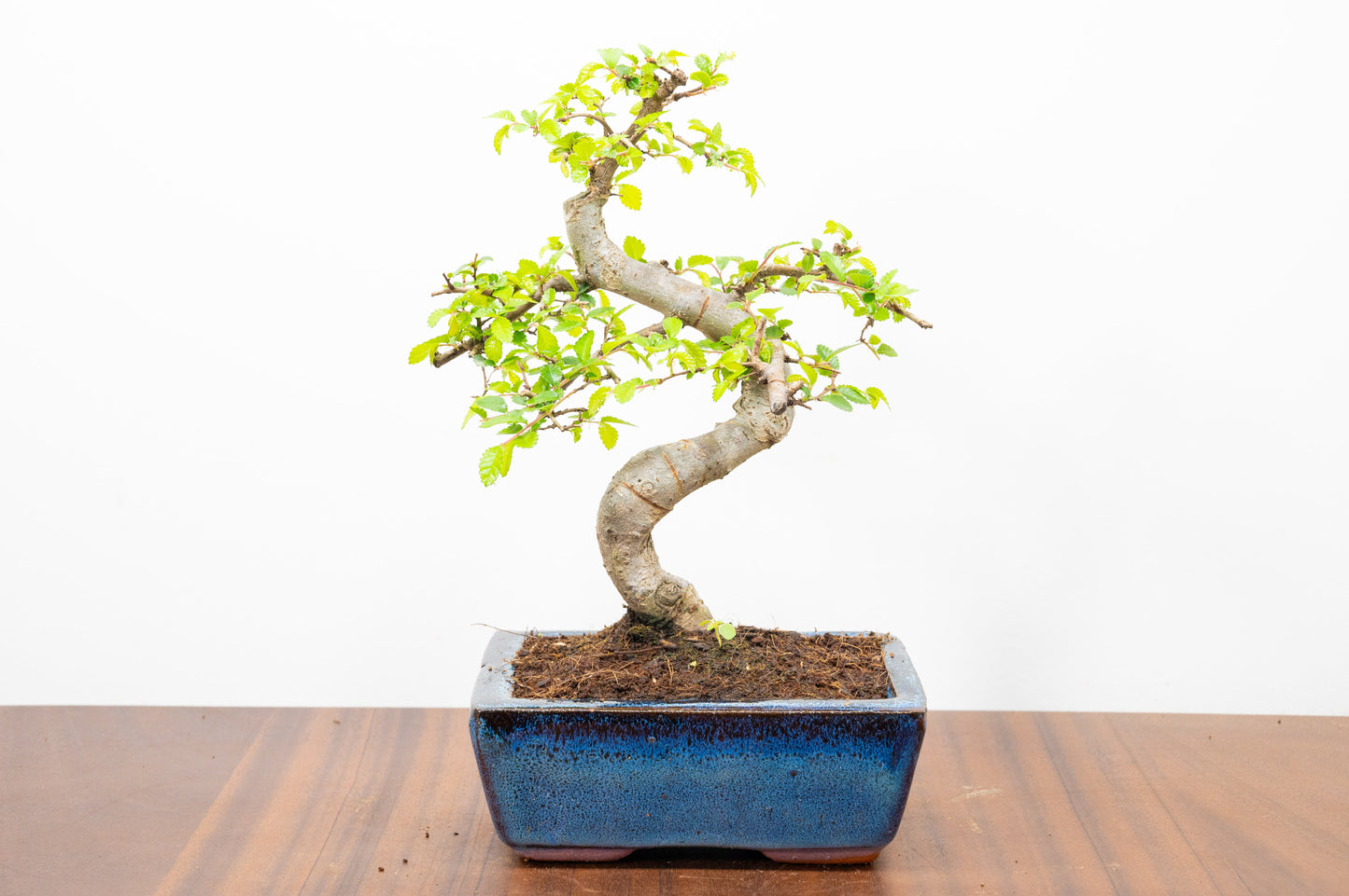Chinese Elm Bonsai and Care Kit in 15cm Navy Ceramic Pot