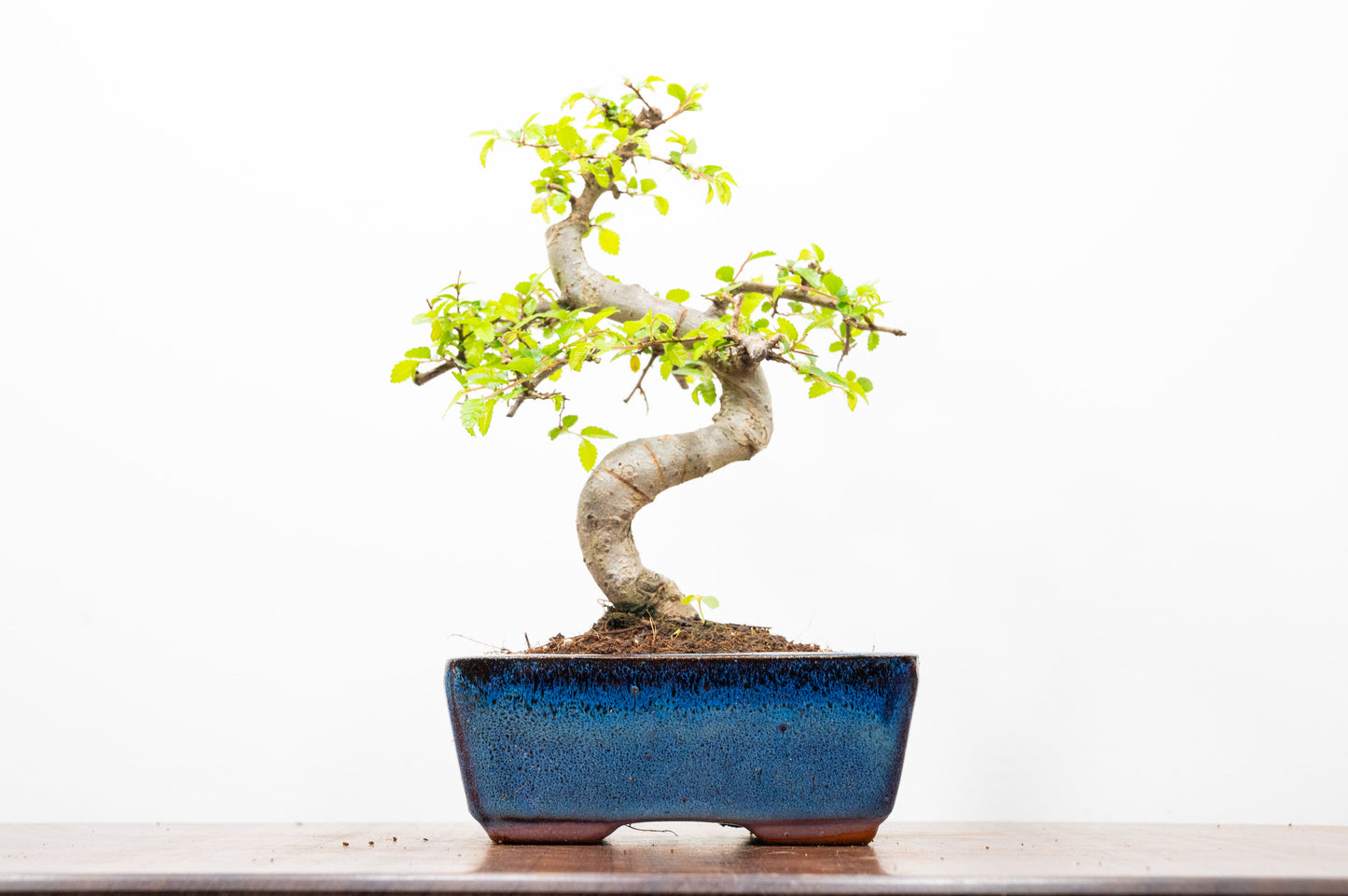 Chinese Elm Bonsai and Care Kit in 15cm Navy Ceramic Pot