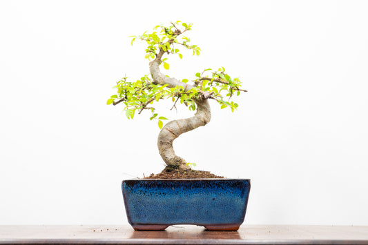 Chinese Elm Bonsai and Care Kit in 15cm Navy Ceramic Pot