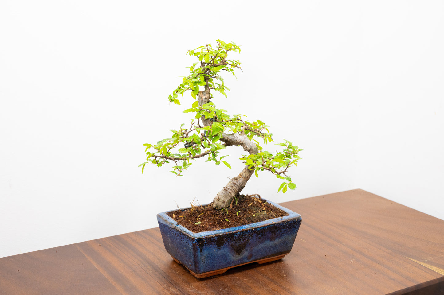 Chinese Elm Bonsai and Care Kit in 15cm Navy Ceramic Pot