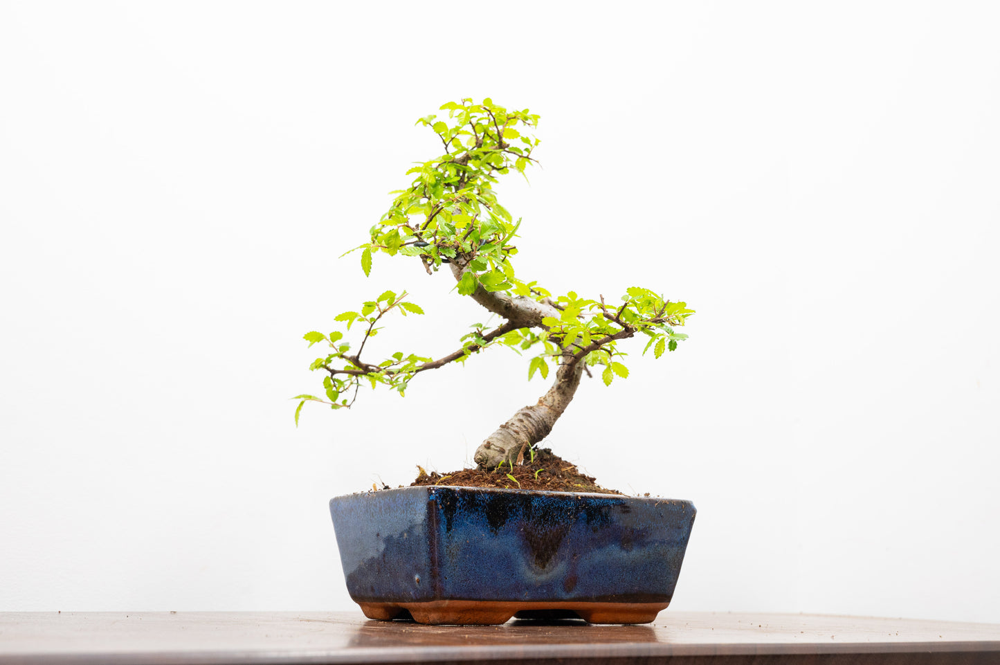 Chinese Elm Bonsai and Care Kit in 15cm Navy Ceramic Pot