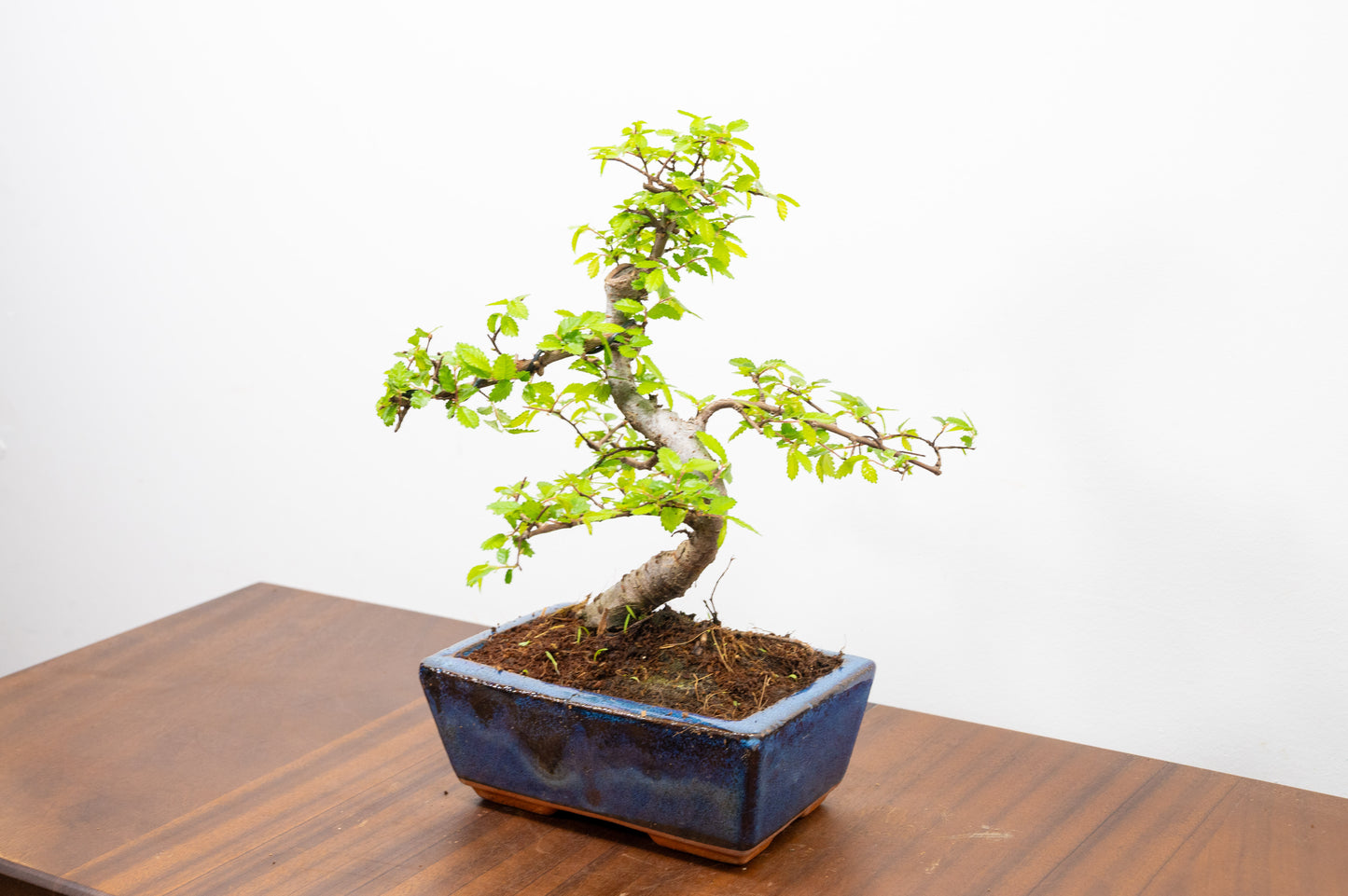 Chinese Elm Bonsai and Care Kit in 15cm Navy Ceramic Pot