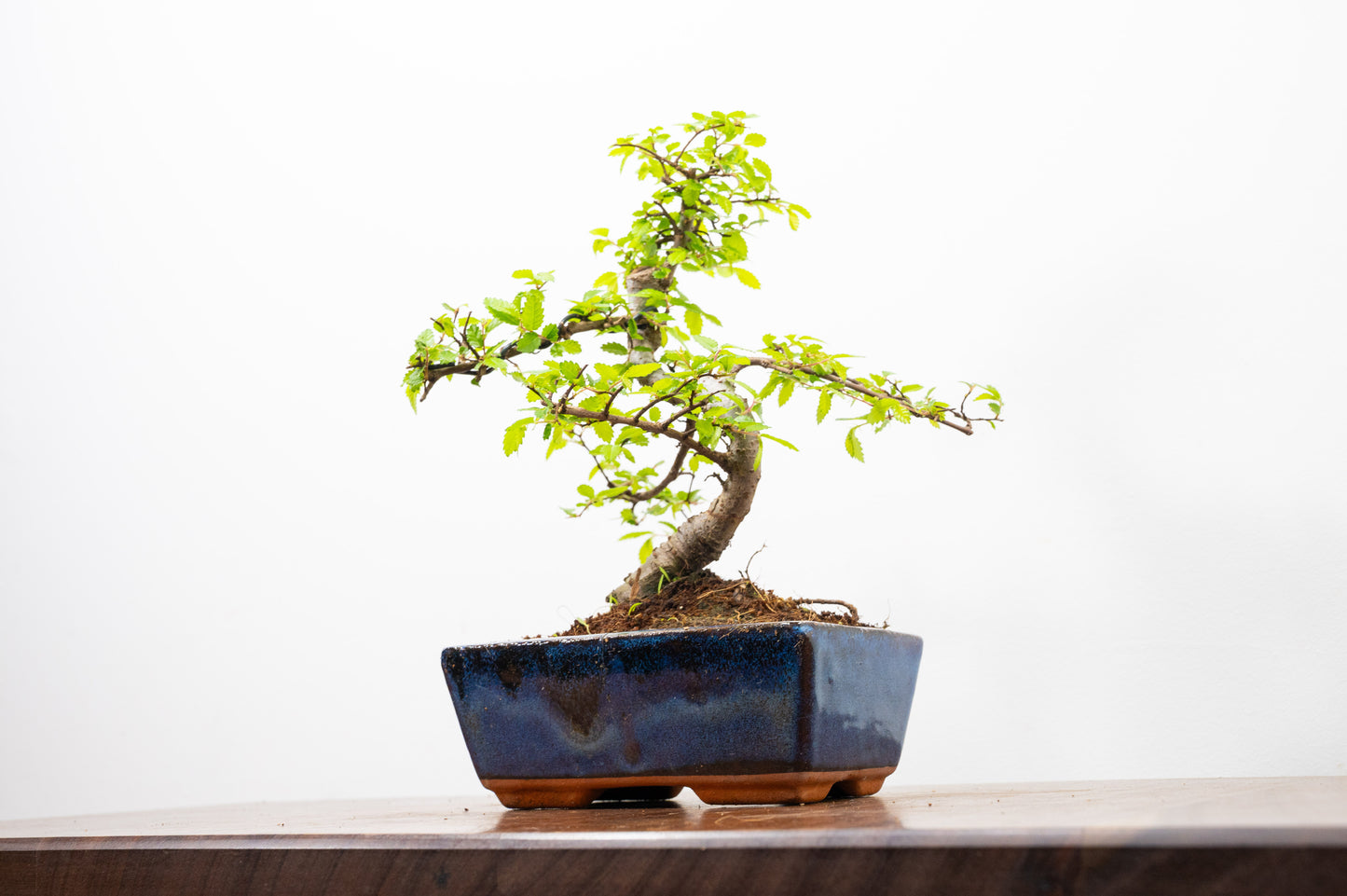 Chinese Elm Bonsai and Care Kit in 15cm Navy Ceramic Pot