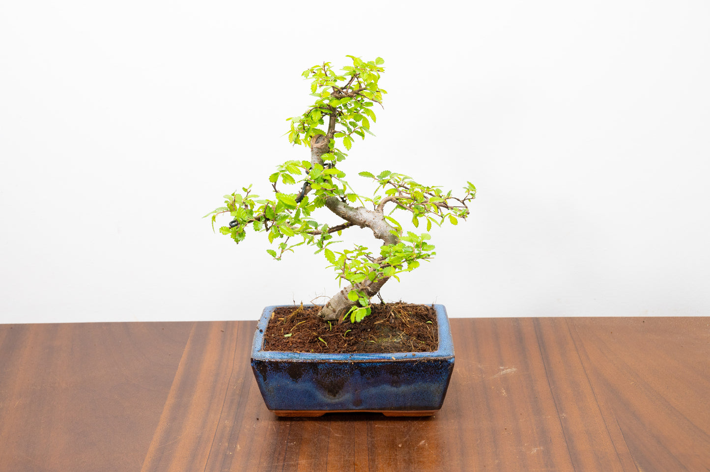 Chinese Elm Bonsai and Care Kit in 15cm Navy Ceramic Pot