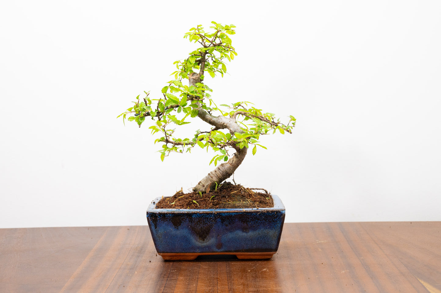 Chinese Elm Bonsai and Care Kit in 15cm Navy Ceramic Pot
