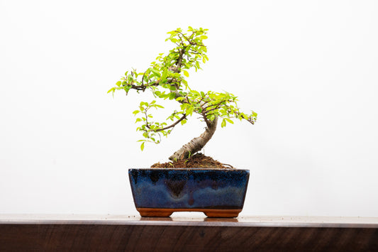 Chinese Elm Bonsai and Care Kit in 15cm Navy Ceramic Pot