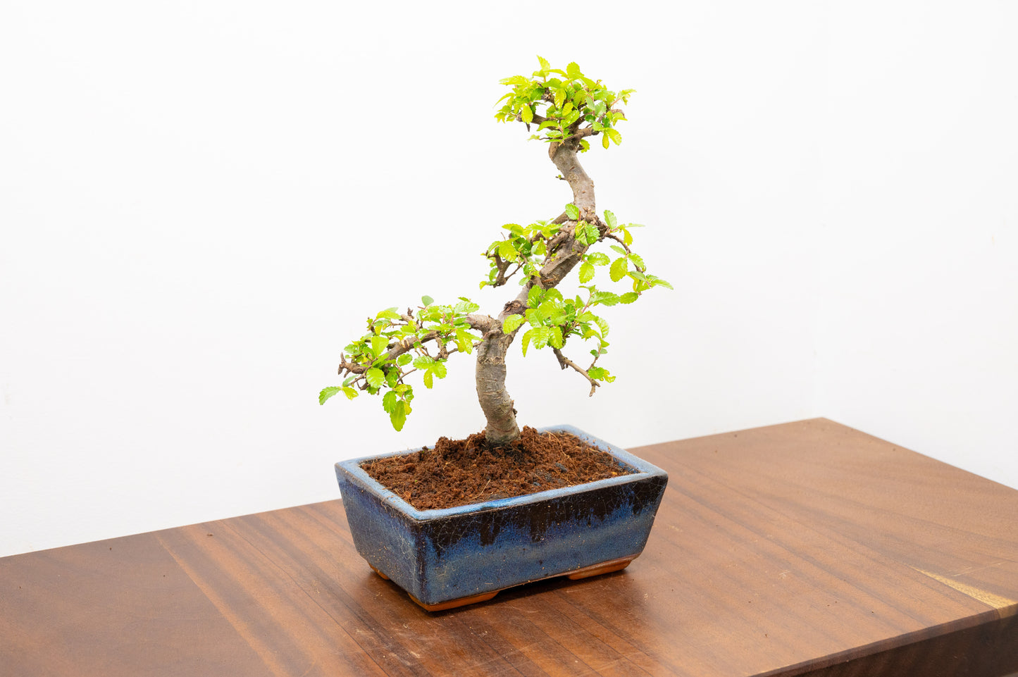 Chinese Elm Bonsai and Care Kit in 15cm Navy Ceramic Pot