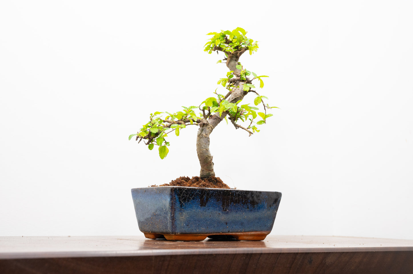 Chinese Elm Bonsai and Care Kit in 15cm Navy Ceramic Pot