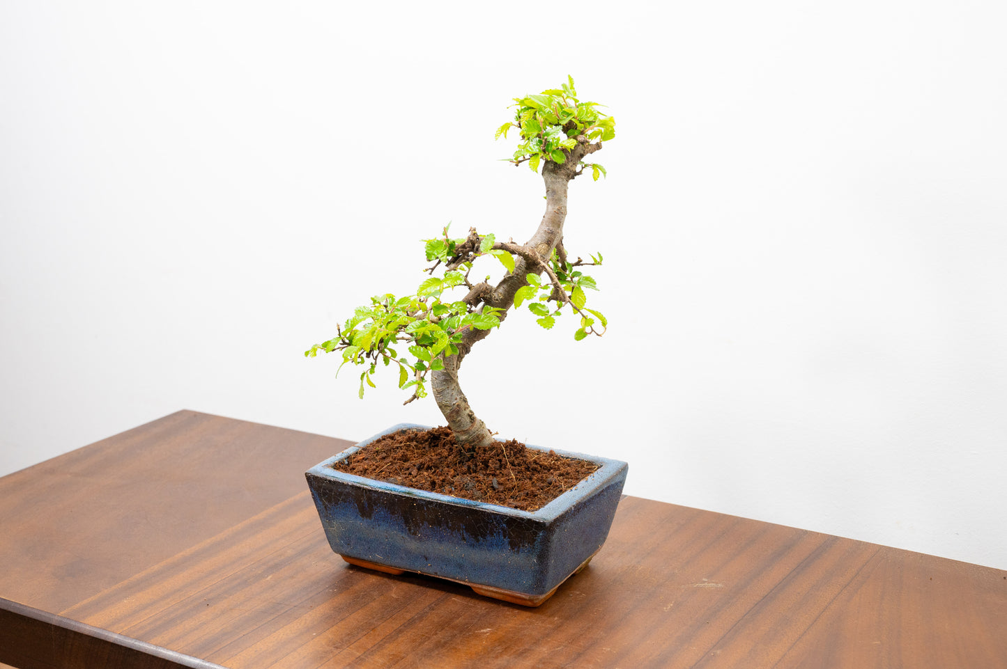 Chinese Elm Bonsai and Care Kit in 15cm Navy Ceramic Pot