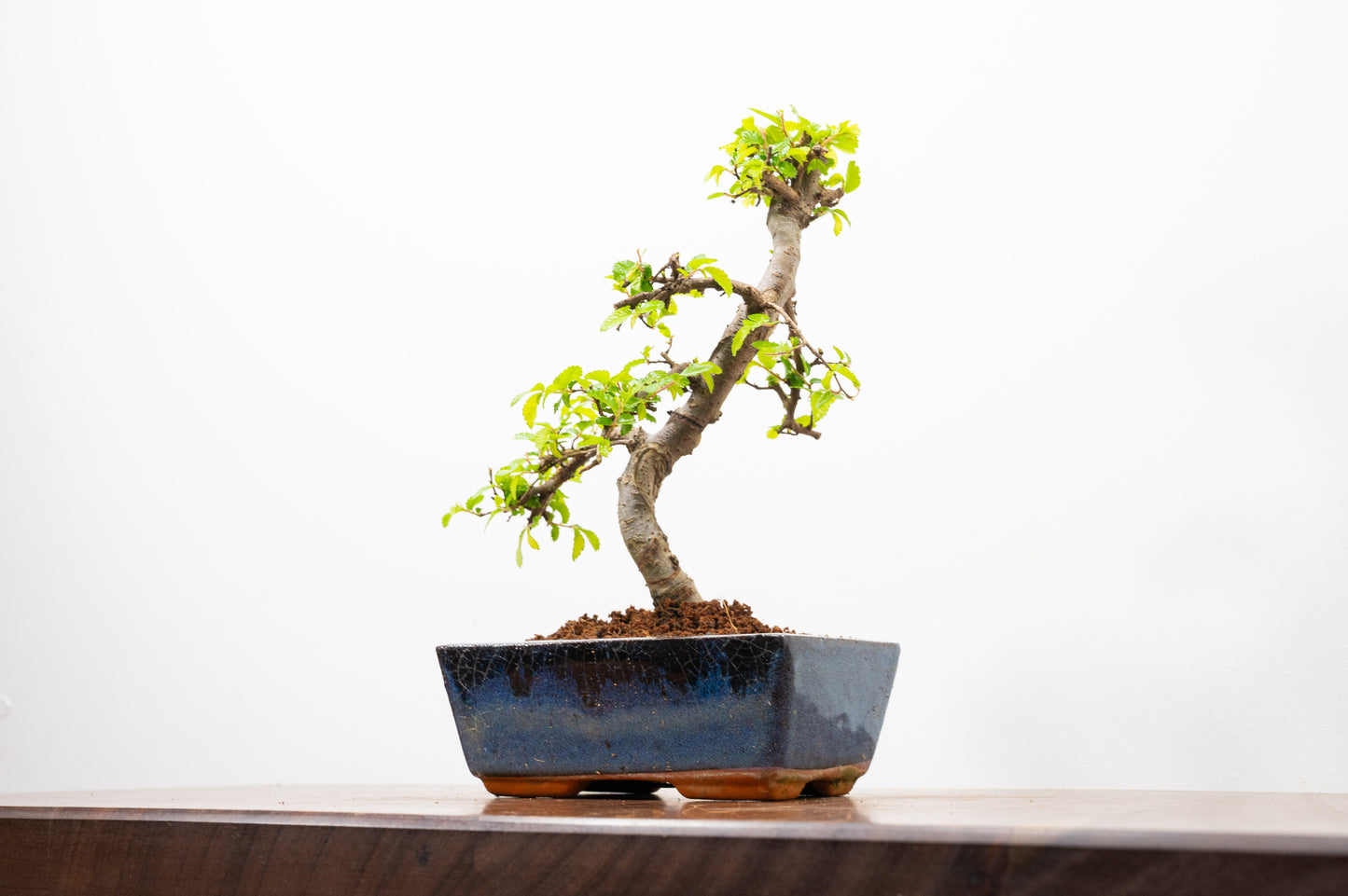 Chinese Elm Bonsai and Care Kit in 15cm Navy Ceramic Pot