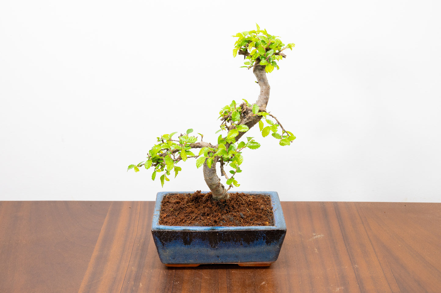 Chinese Elm Bonsai and Care Kit in 15cm Navy Ceramic Pot