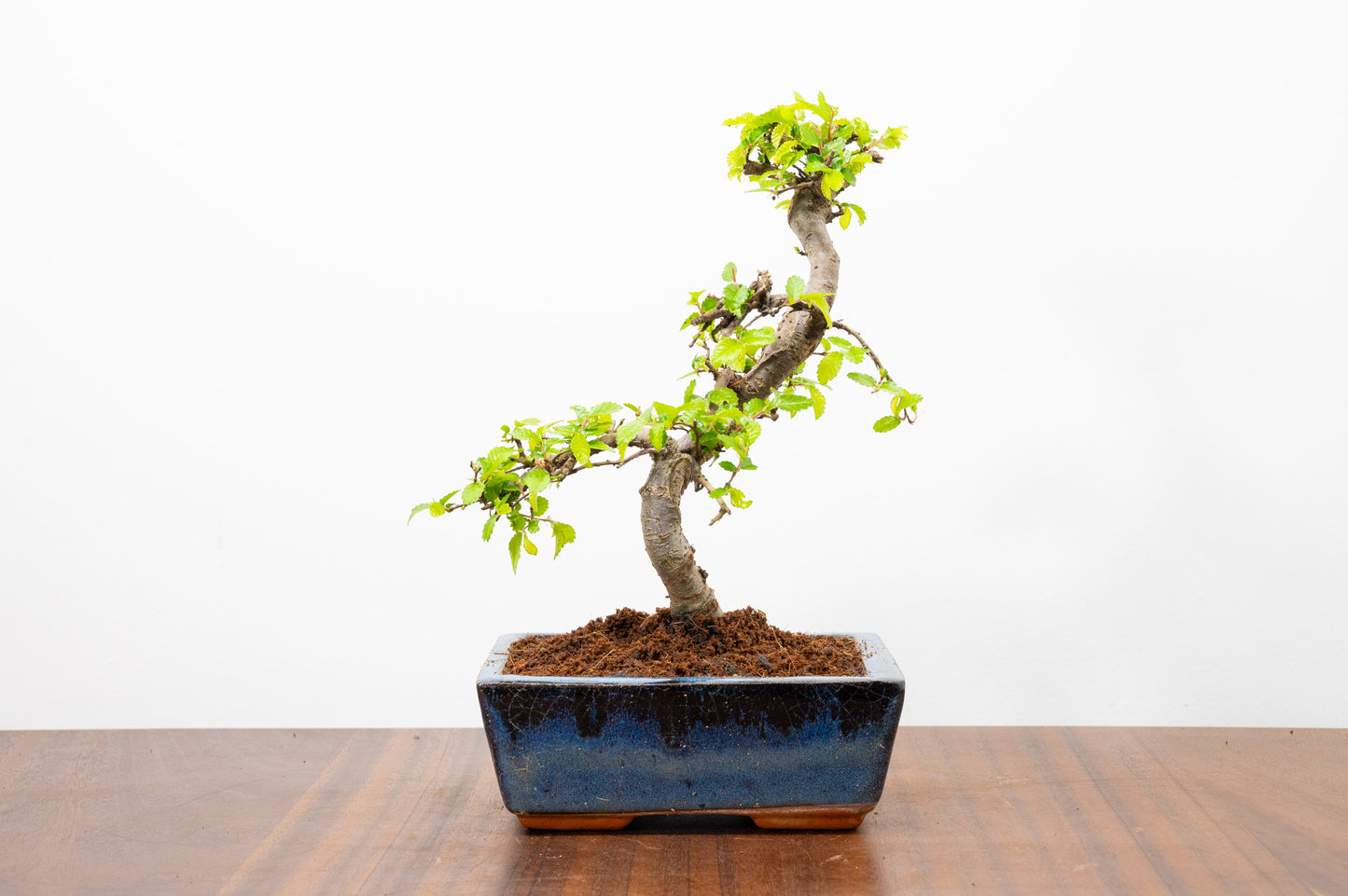 Chinese Elm Bonsai and Care Kit in 15cm Navy Ceramic Pot