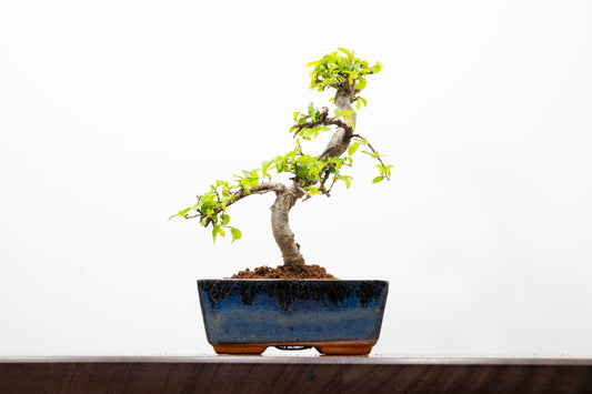 Chinese Elm Bonsai and Care Kit in 15cm Navy Ceramic Pot