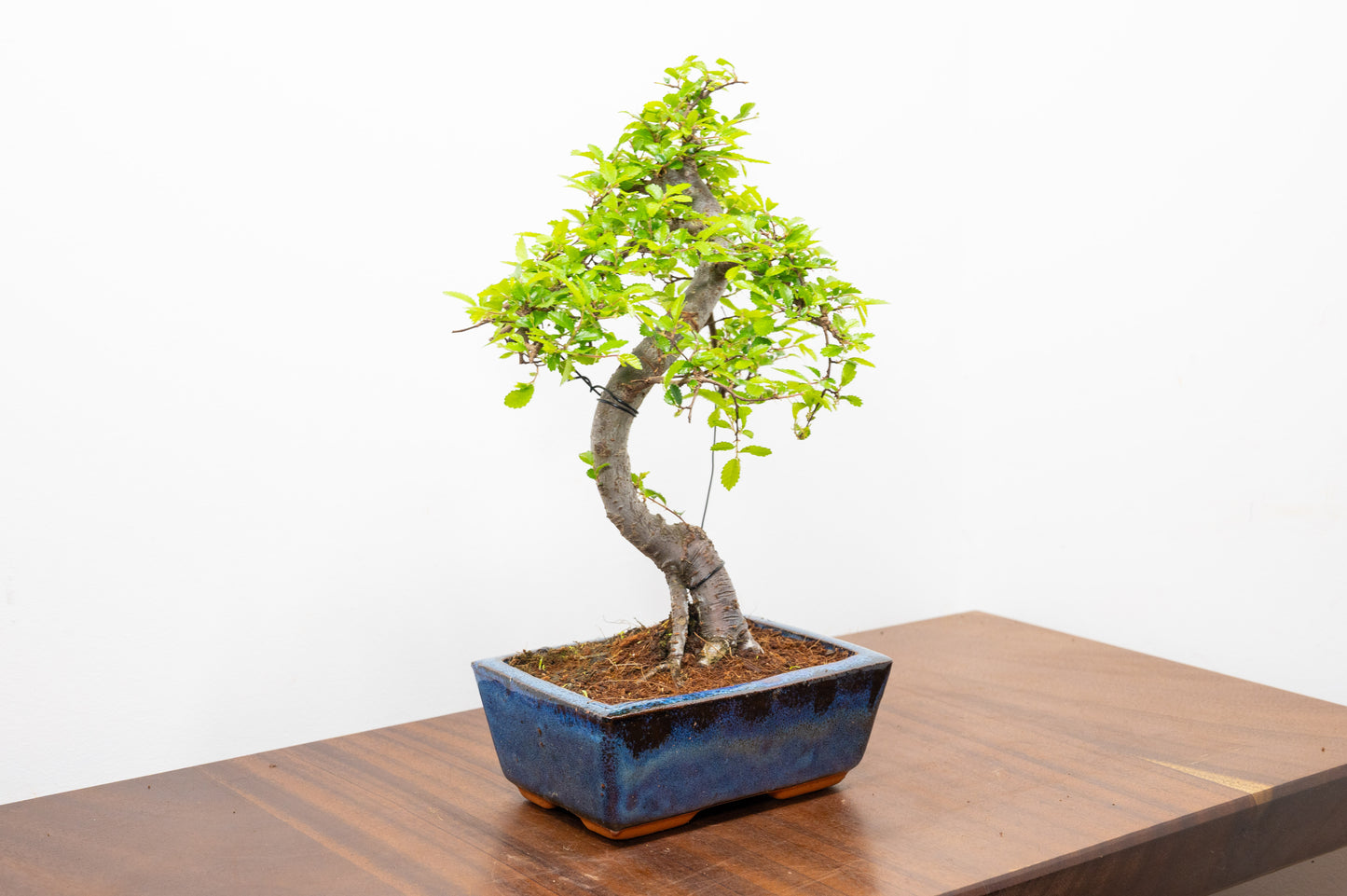 Chinese Elm Bonsai and Care Kit in 15cm Navy Ceramic Pot
