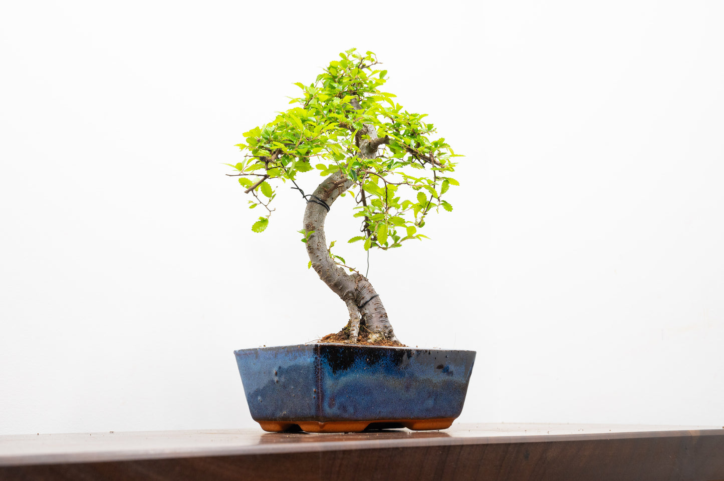 Chinese Elm Bonsai and Care Kit in 15cm Navy Ceramic Pot