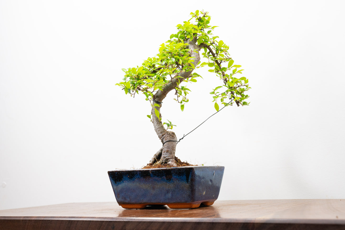 Chinese Elm Bonsai and Care Kit in 15cm Navy Ceramic Pot