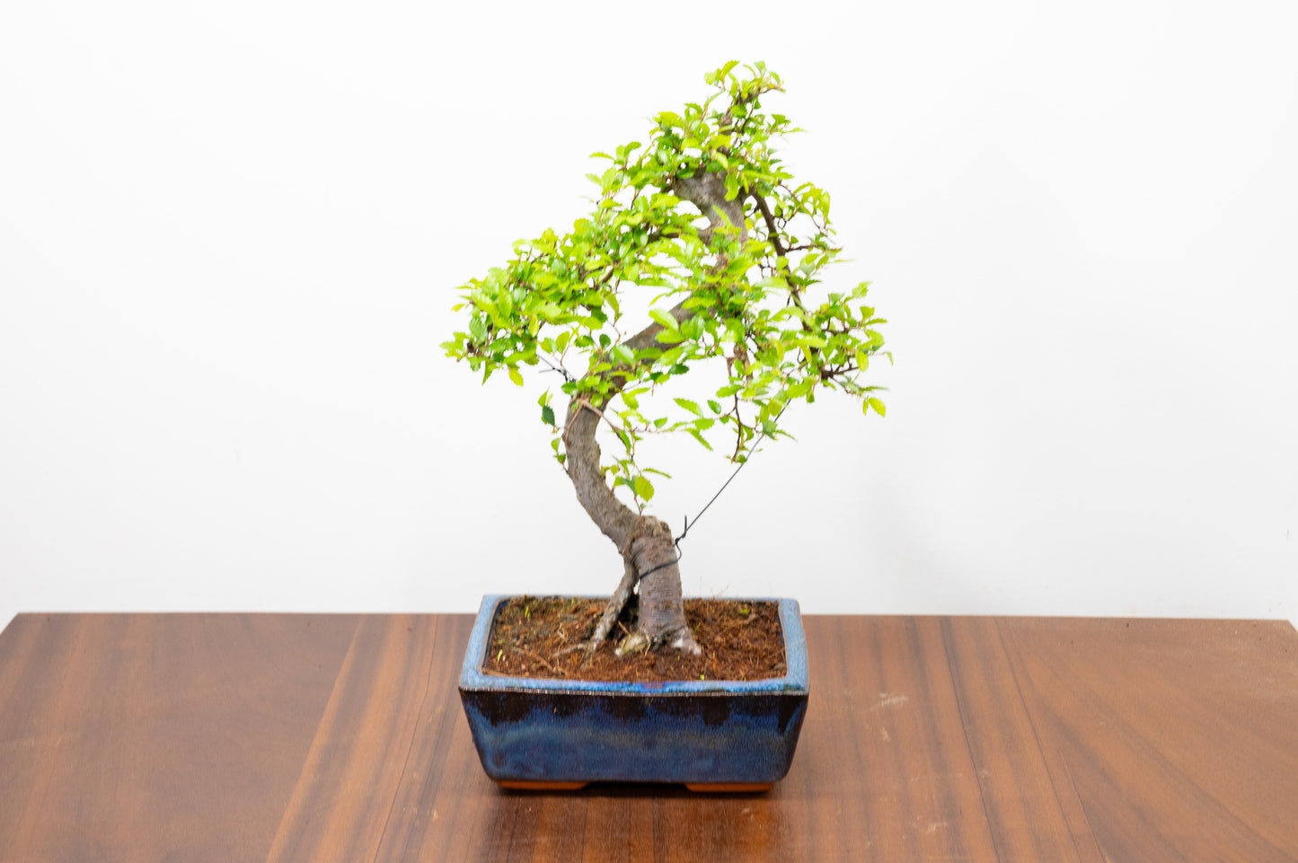 Chinese Elm Bonsai and Care Kit in 15cm Navy Ceramic Pot