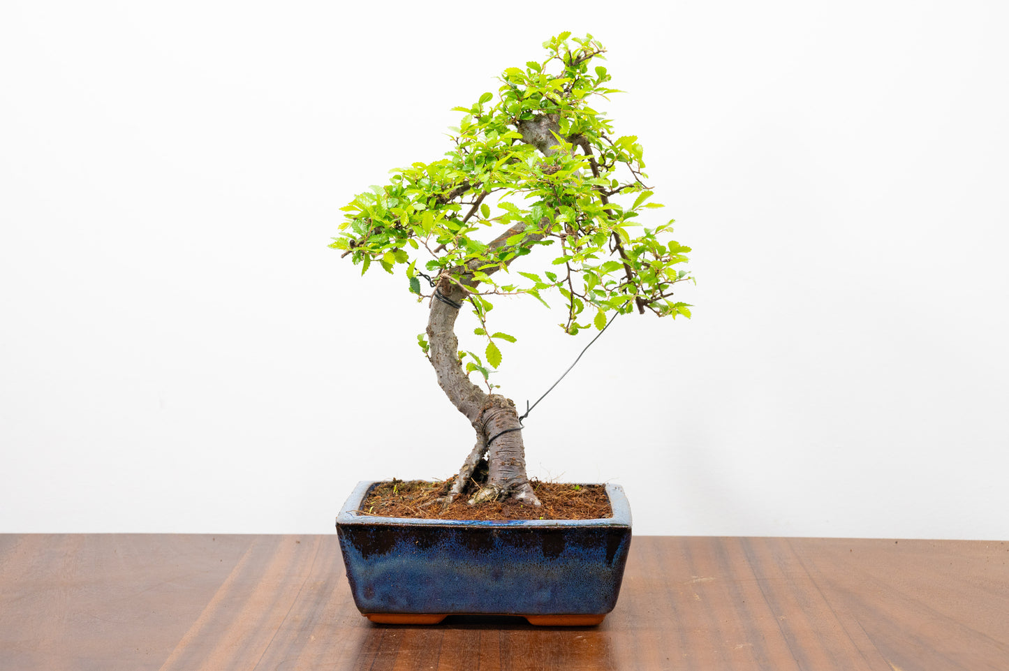 Chinese Elm Bonsai and Care Kit in 15cm Navy Ceramic Pot