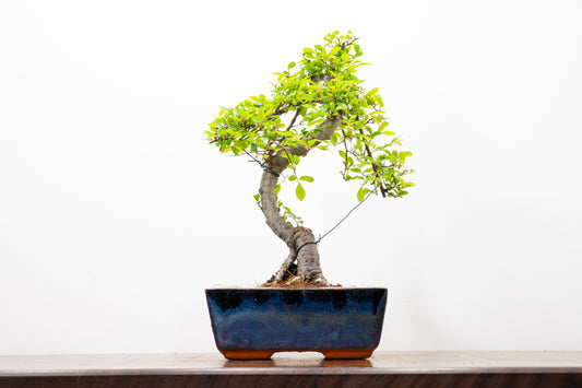 Chinese Elm Bonsai and Care Kit in 15cm Navy Ceramic Pot