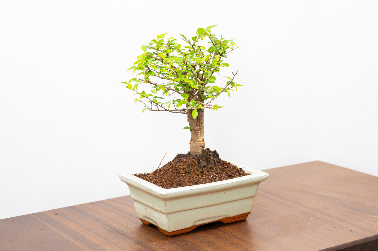 Chinese Elm Bonsai and Care Kit in 15cm Cream Ceramic Pot
