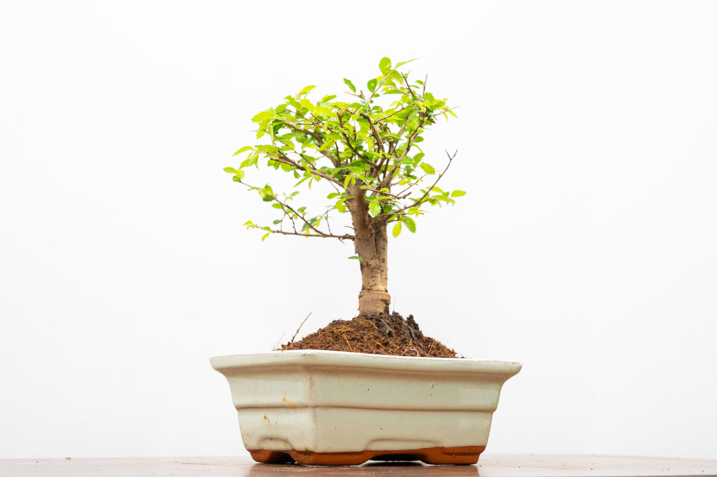 Chinese Elm Bonsai and Care Kit in 15cm Cream Ceramic Pot