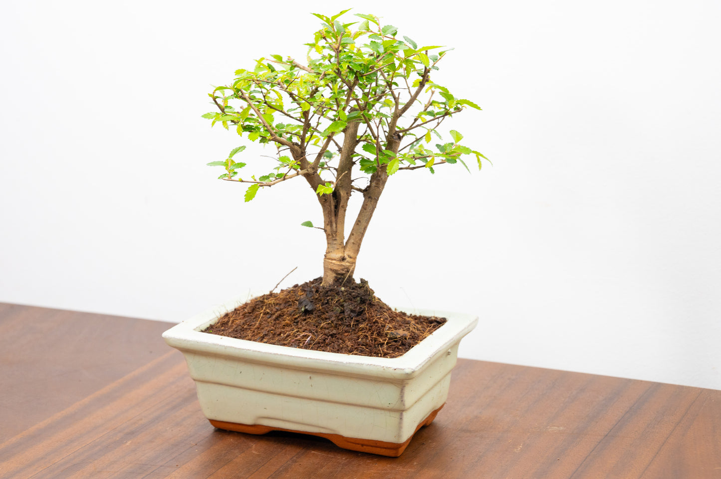 Chinese Elm Bonsai and Care Kit in 15cm Cream Ceramic Pot