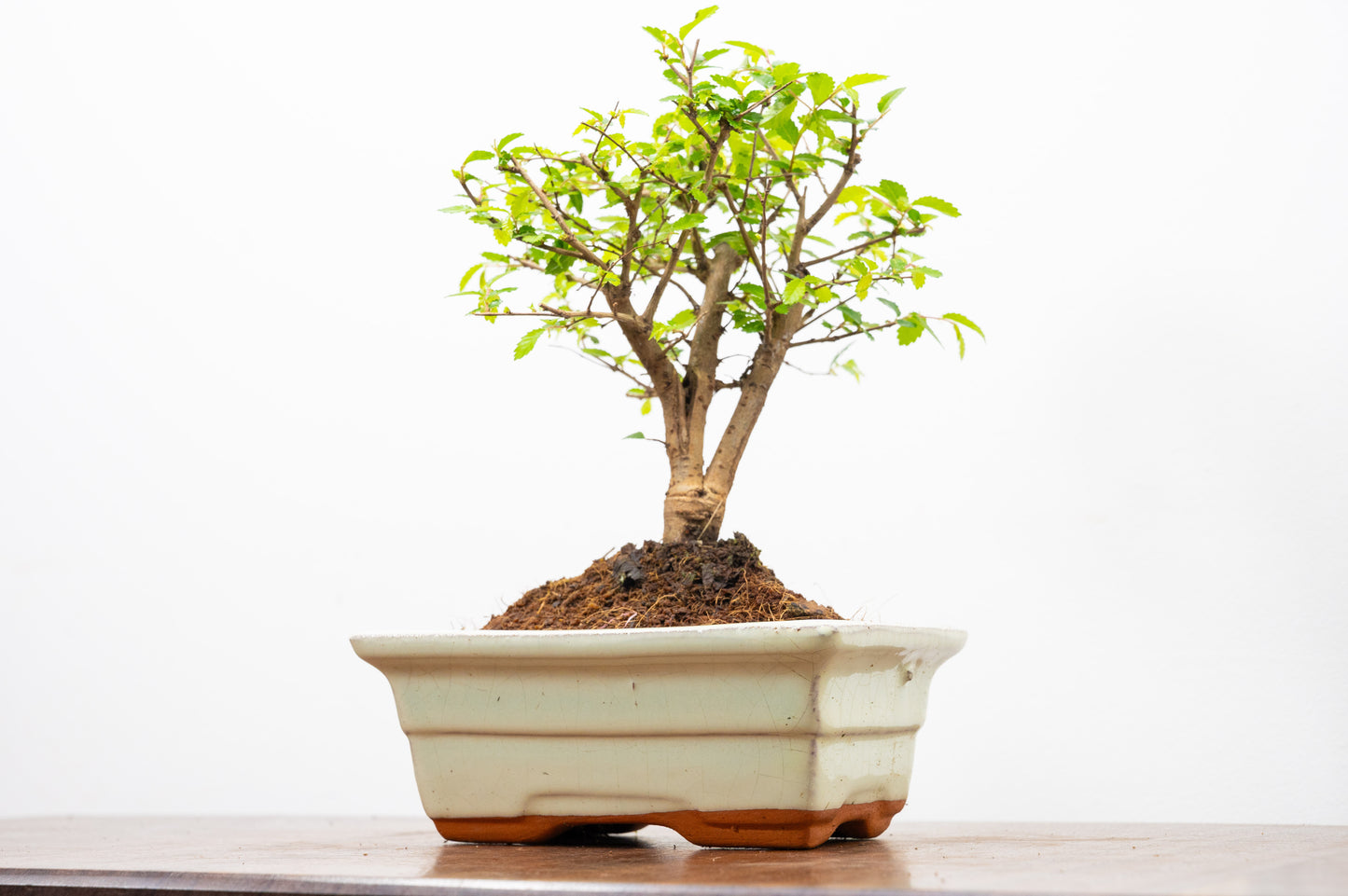 Chinese Elm Bonsai and Care Kit in 15cm Cream Ceramic Pot