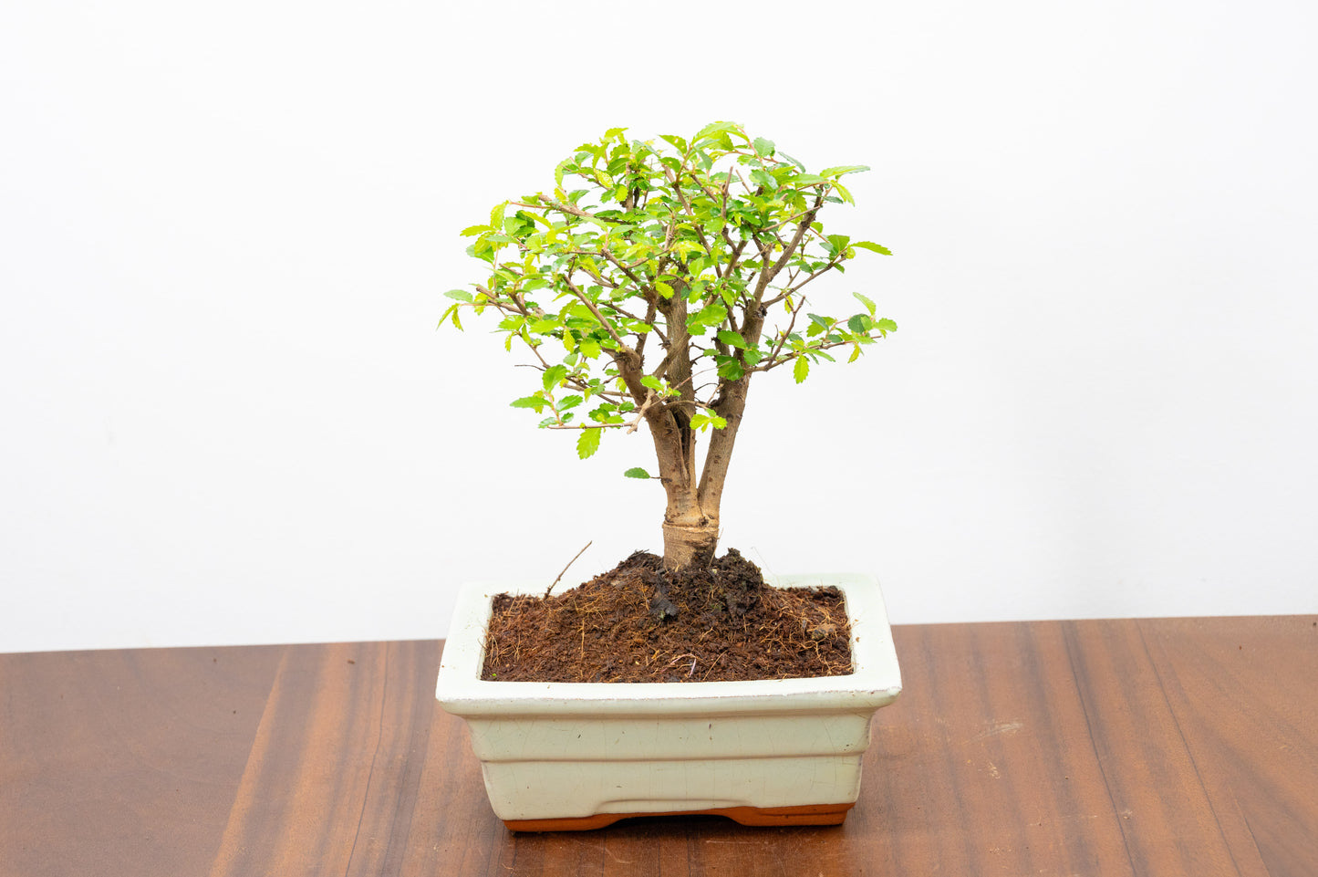 Chinese Elm Bonsai and Care Kit in 15cm Cream Ceramic Pot