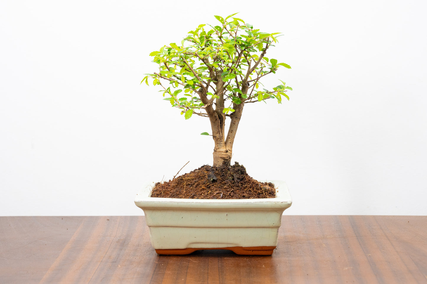 Chinese Elm Bonsai and Care Kit in 15cm Cream Ceramic Pot