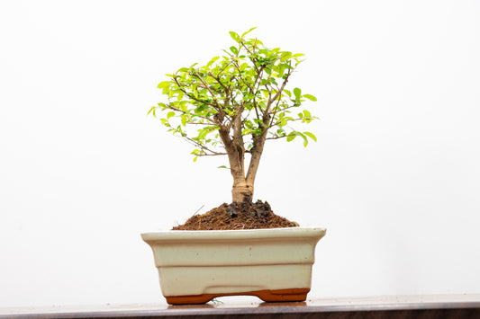 Chinese Elm Bonsai and Care Kit in 15cm Cream Ceramic Pot
