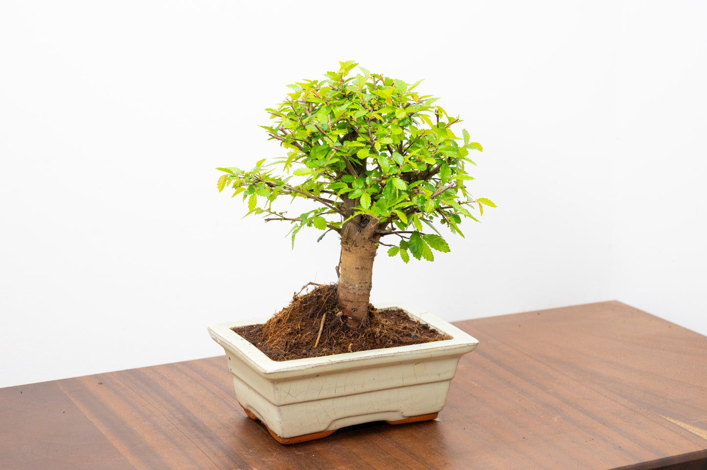 Chinese Elm Bonsai and Care Kit in 15cm Cream Ceramic Pot