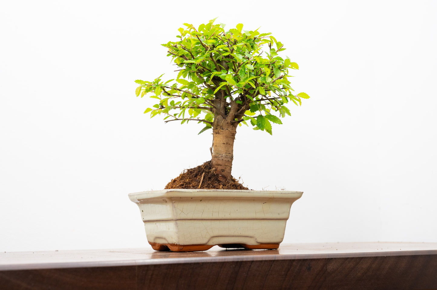 Chinese Elm Bonsai and Care Kit in 15cm Cream Ceramic Pot