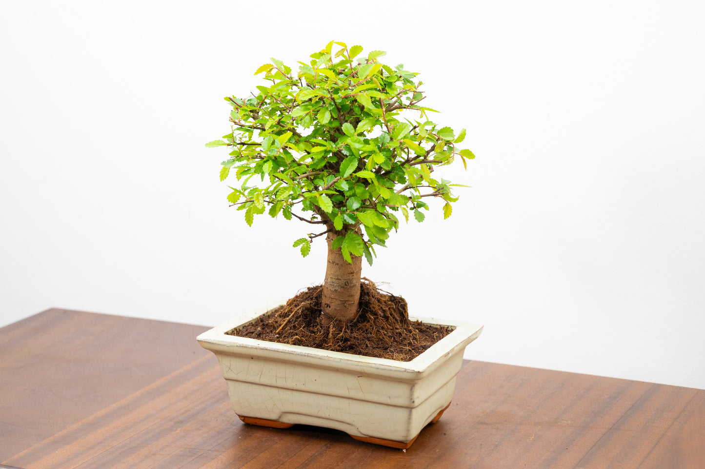 Chinese Elm Bonsai and Care Kit in 15cm Cream Ceramic Pot