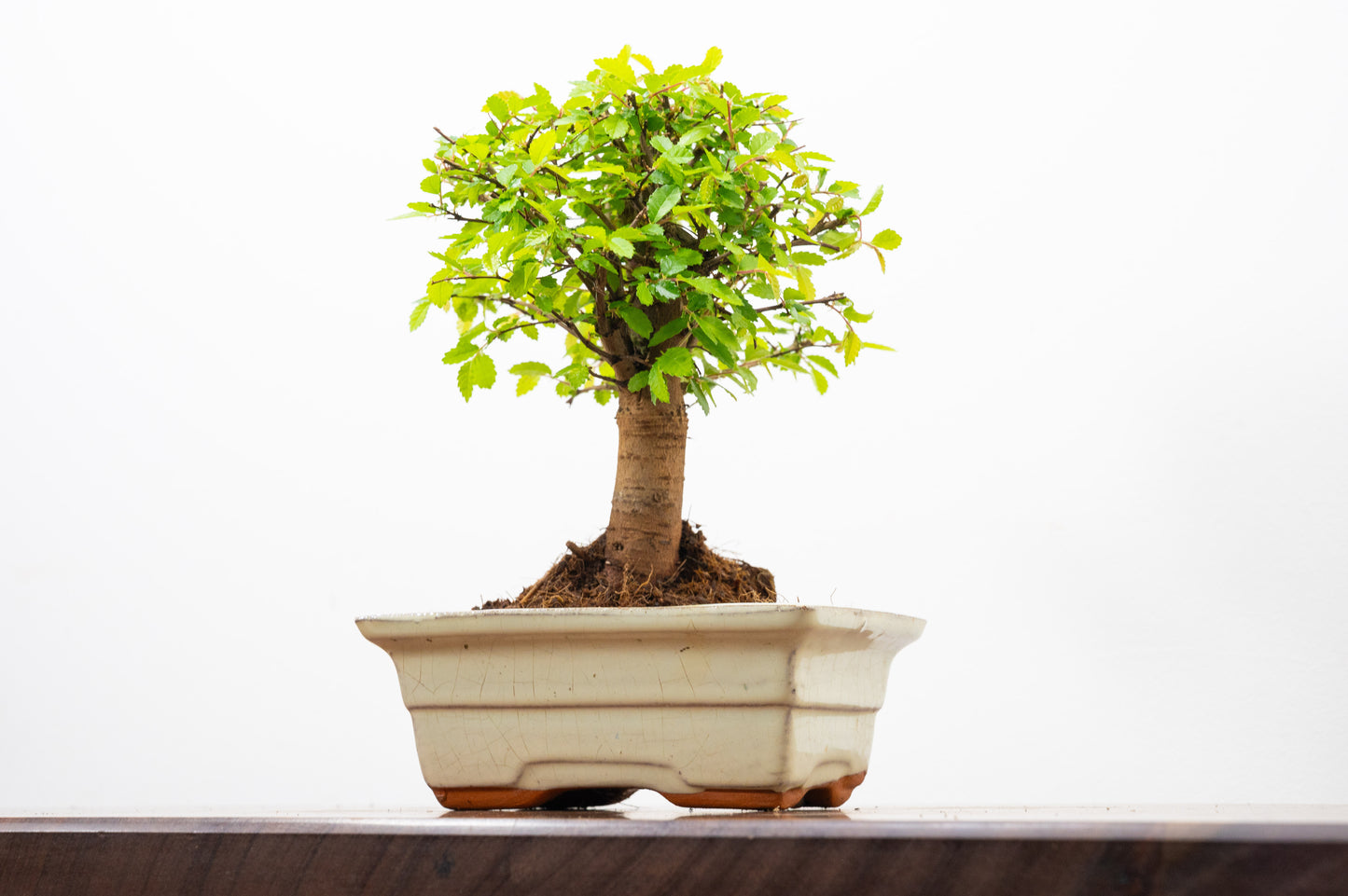 Chinese Elm Bonsai and Care Kit in 15cm Cream Ceramic Pot