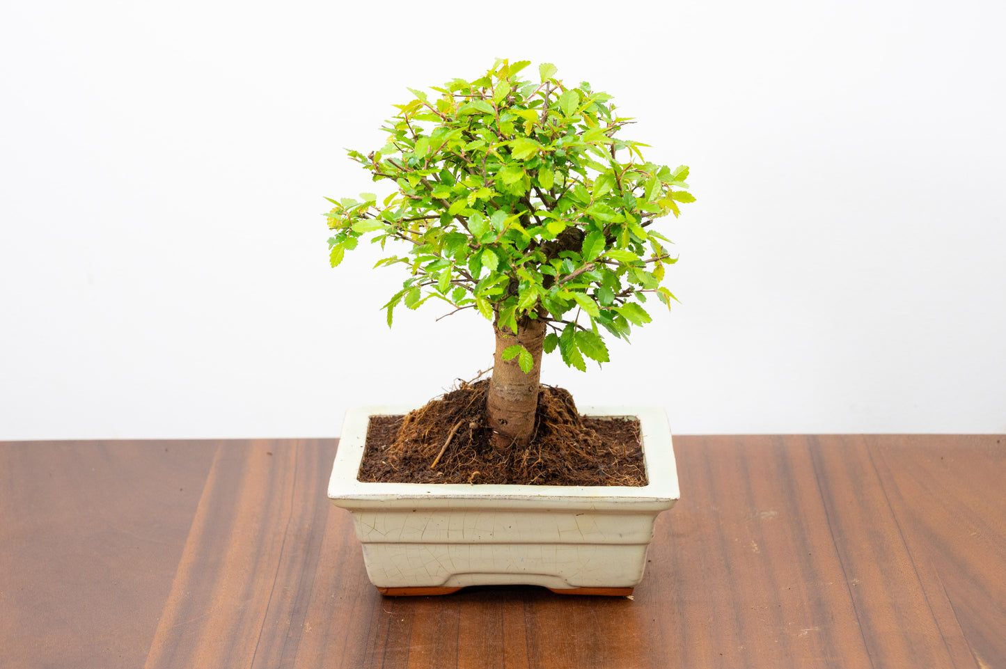 Chinese Elm Bonsai and Care Kit in 15cm Cream Ceramic Pot
