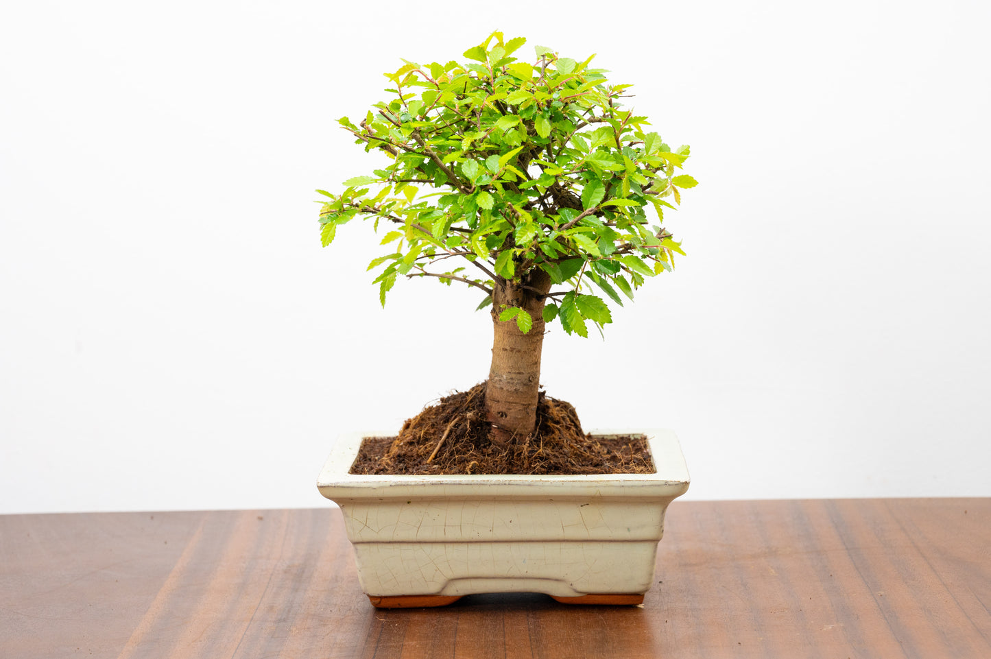 Chinese Elm Bonsai and Care Kit in 15cm Cream Ceramic Pot