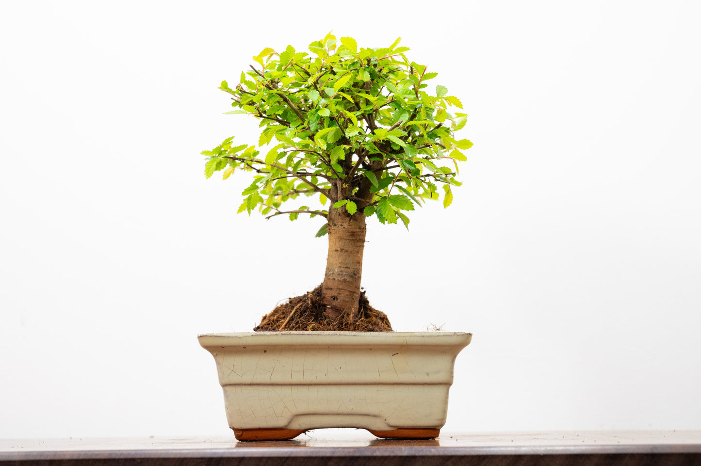 Chinese Elm Bonsai and Care Kit in 15cm Cream Ceramic Pot