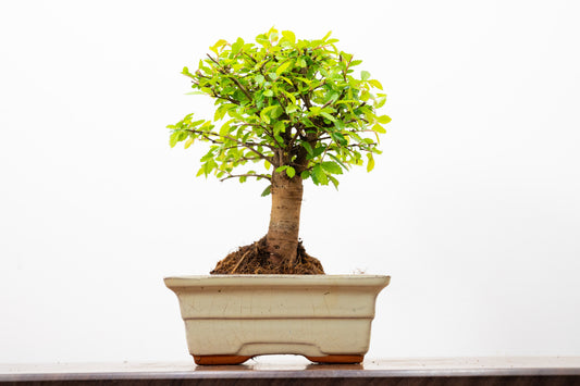 Chinese Elm Bonsai and Care Kit in 15cm Cream Ceramic Pot