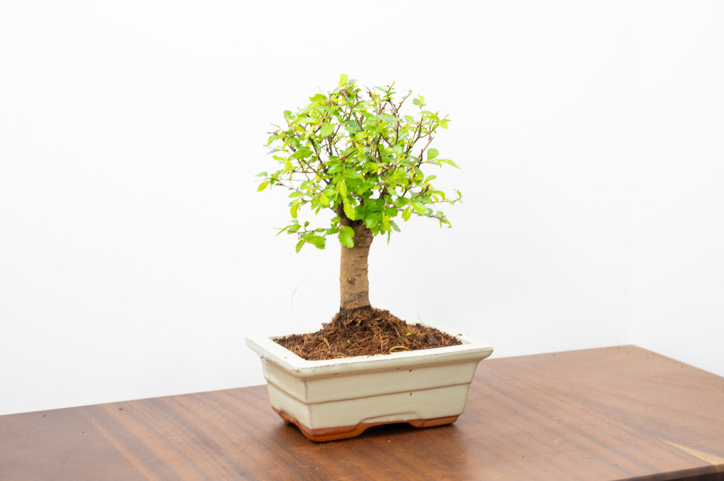 Chinese Elm Bonsai and Care Kit in 15cm Cream Ceramic Pot