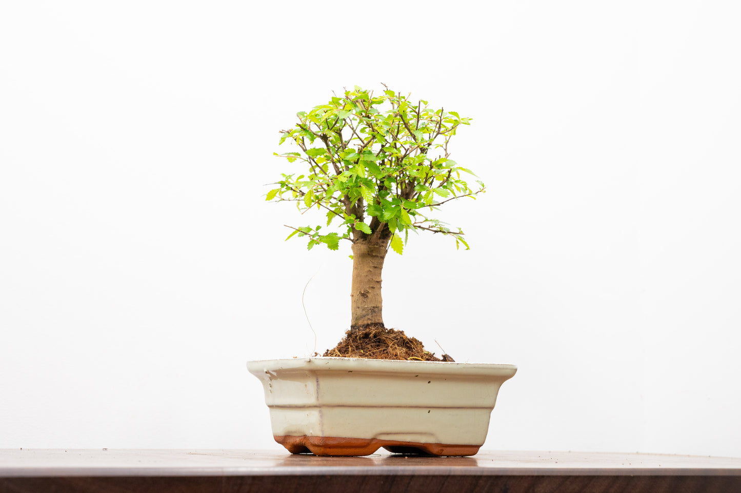 Chinese Elm Bonsai and Care Kit in 15cm Cream Ceramic Pot