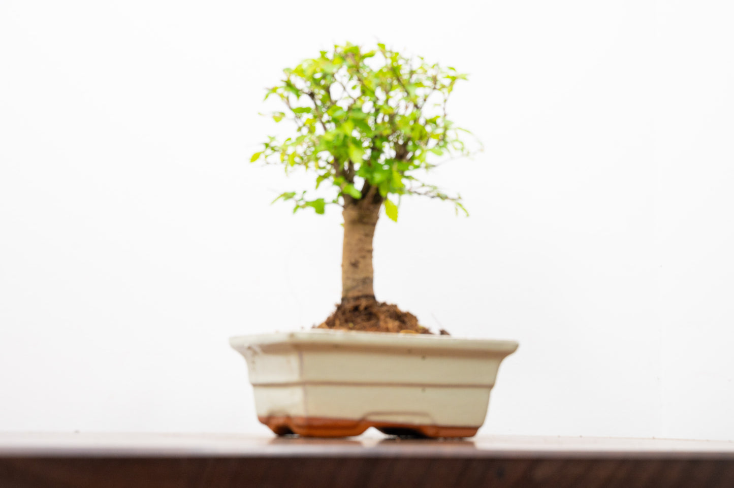 Chinese Elm Bonsai and Care Kit in 15cm Cream Ceramic Pot