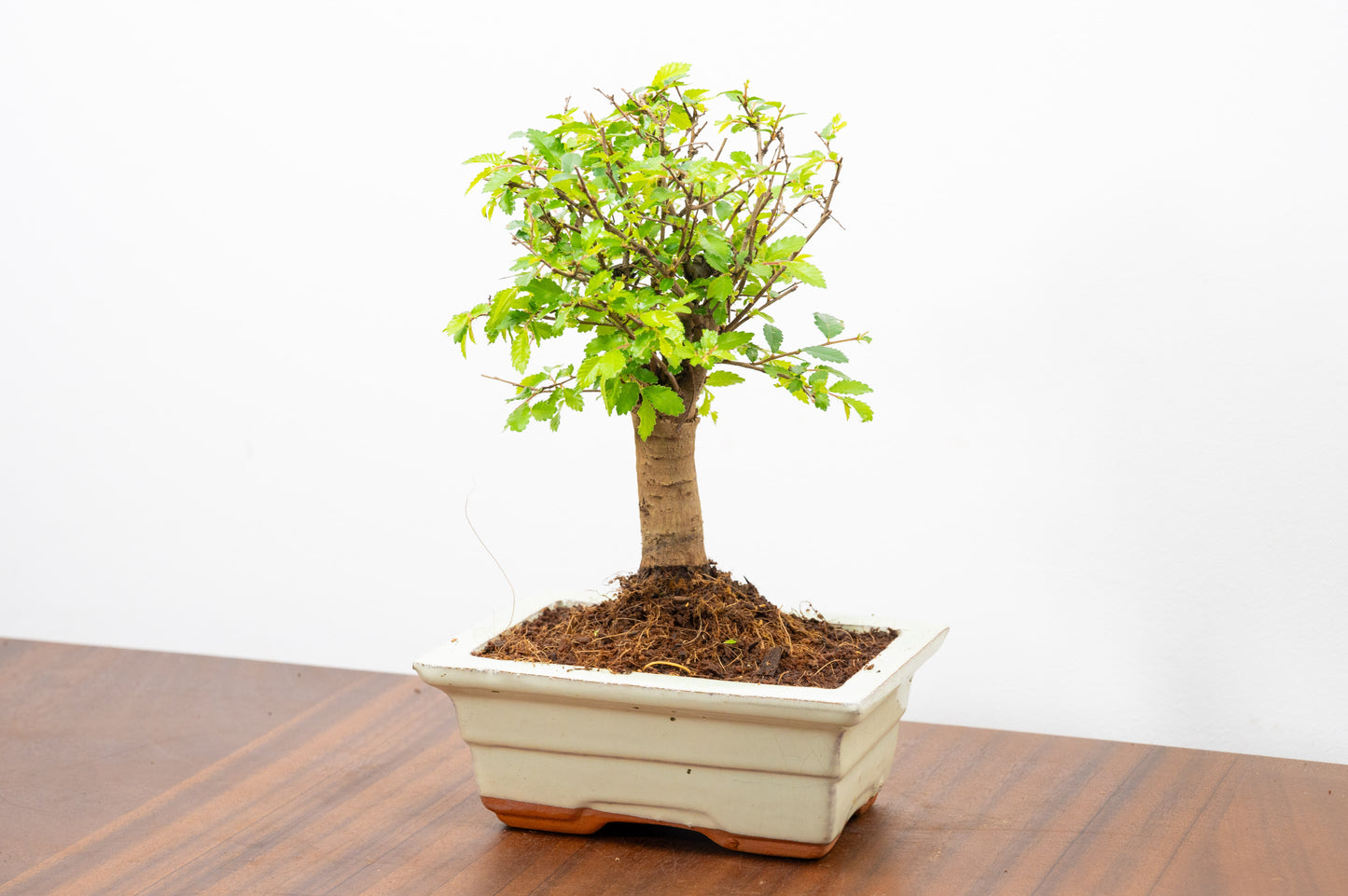 Chinese Elm Bonsai and Care Kit in 15cm Cream Ceramic Pot
