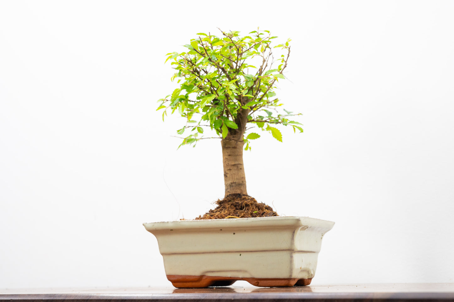 Chinese Elm Bonsai and Care Kit in 15cm Cream Ceramic Pot