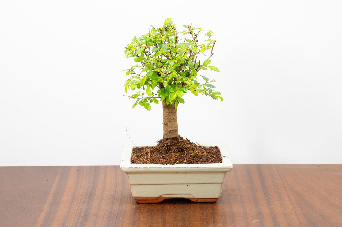 Chinese Elm Bonsai and Care Kit in 15cm Cream Ceramic Pot