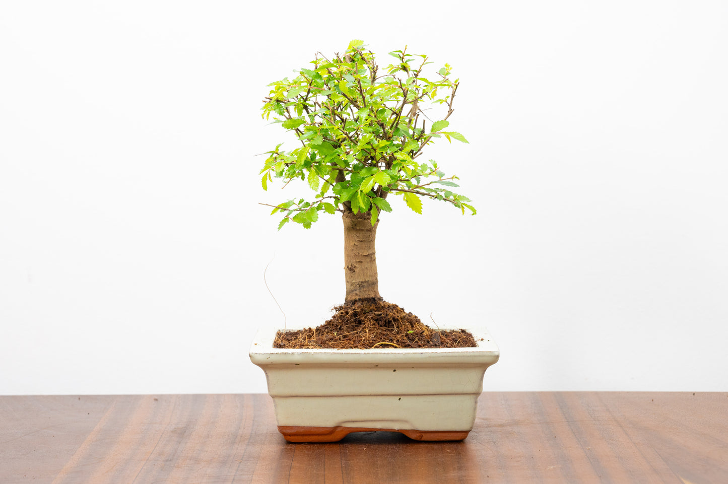 Chinese Elm Bonsai and Care Kit in 15cm Cream Ceramic Pot