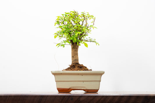 Chinese Elm Bonsai and Care Kit in 15cm Cream Ceramic Pot
