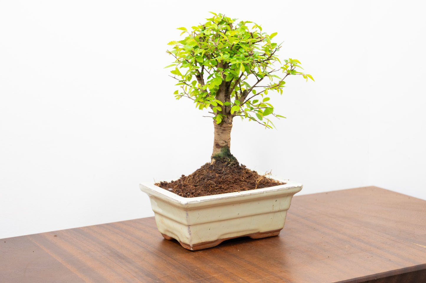 Chinese Elm Bonsai and Care Kit in 15cm Cream Ceramic Pot