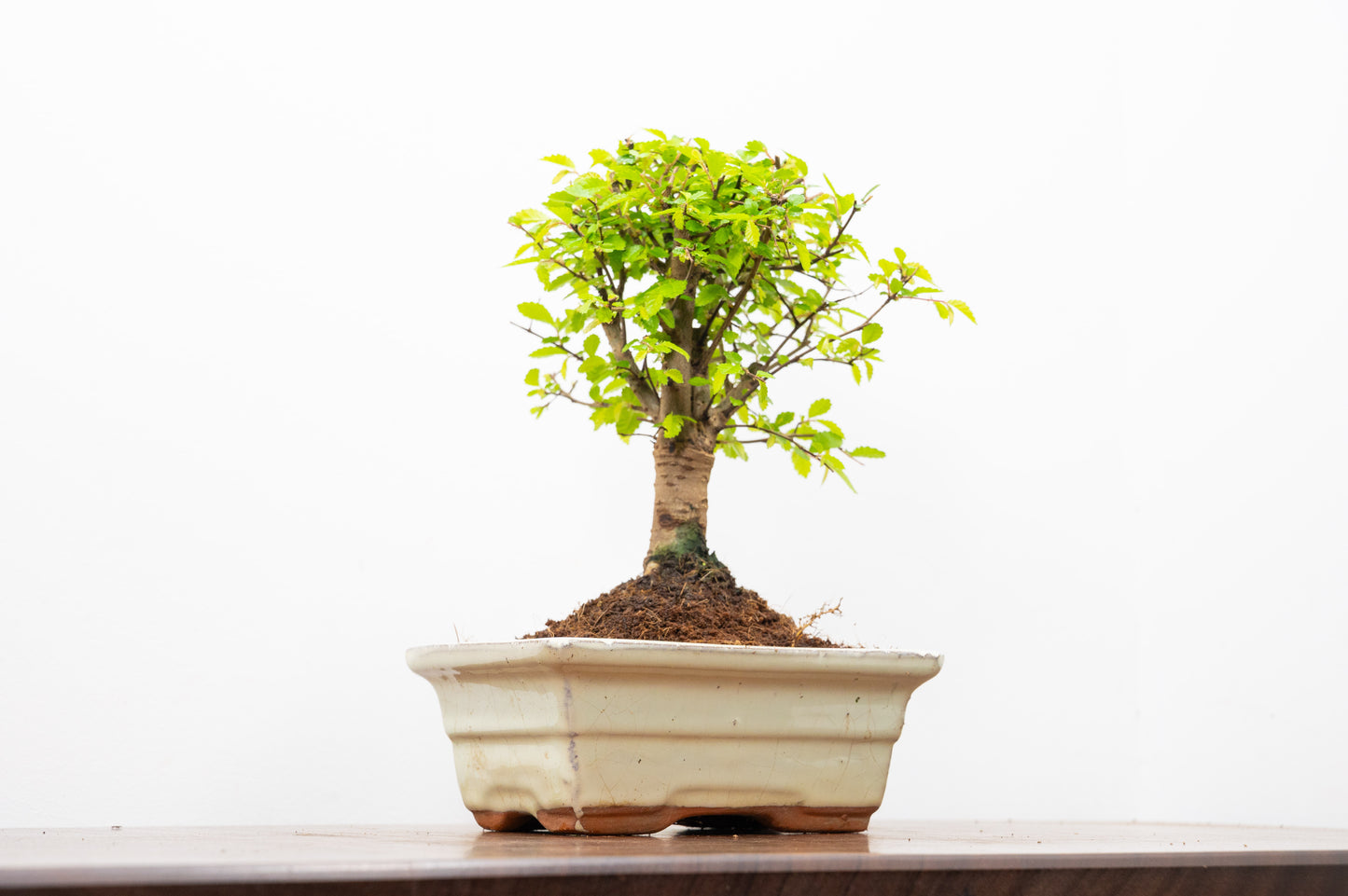 Chinese Elm Bonsai and Care Kit in 15cm Cream Ceramic Pot