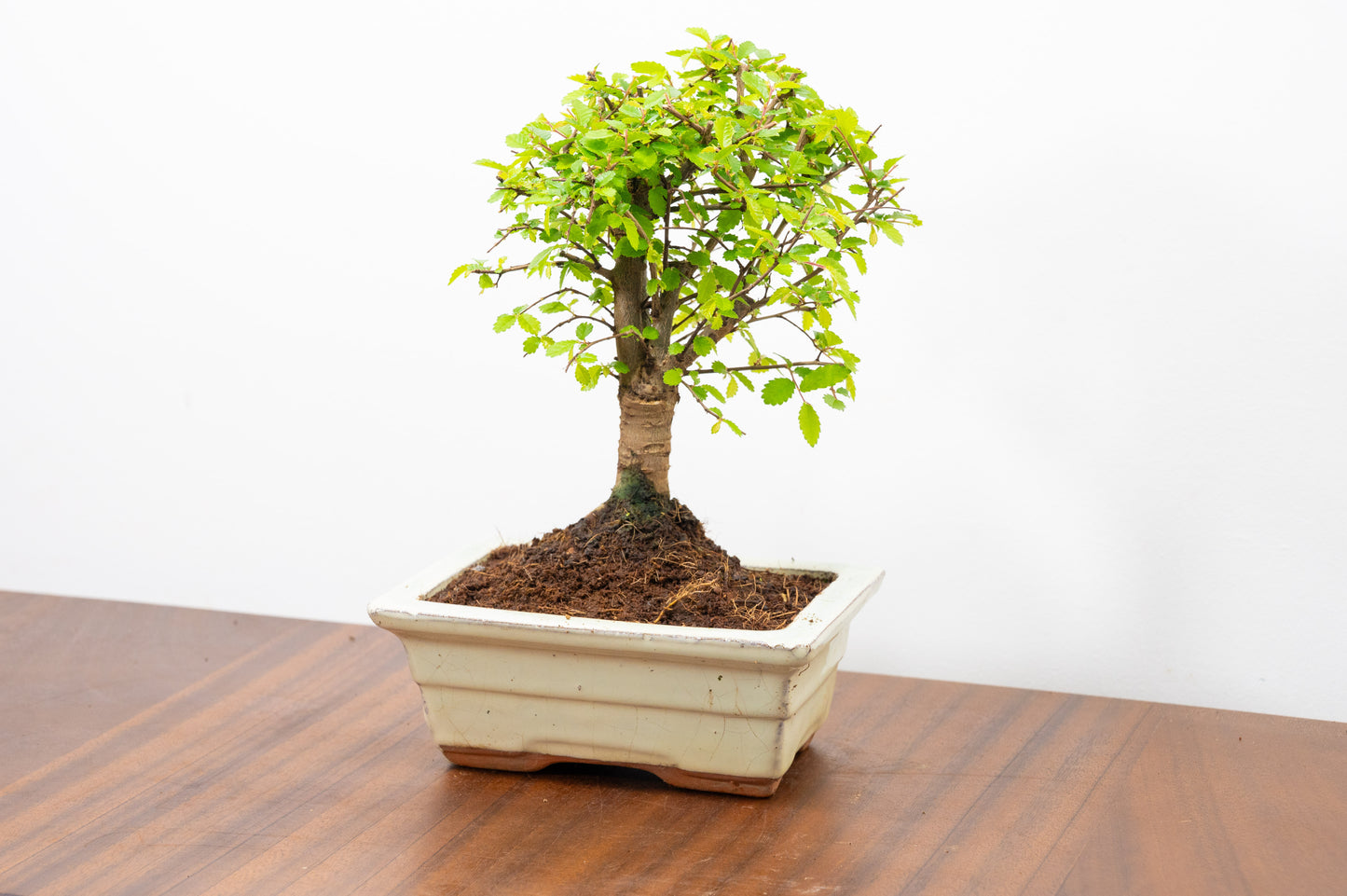 Chinese Elm Bonsai and Care Kit in 15cm Cream Ceramic Pot